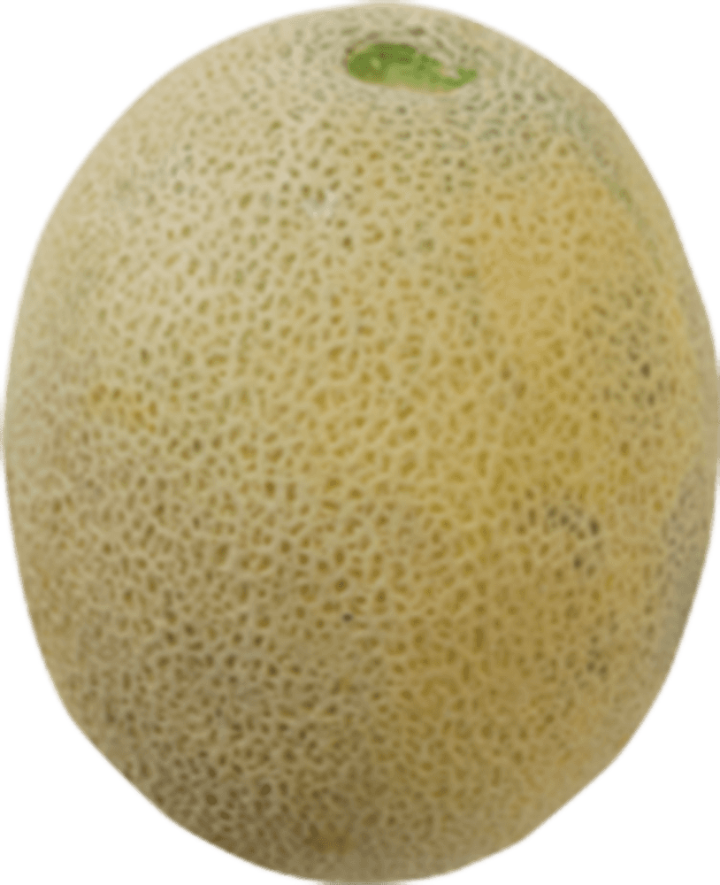 Small Cantaloupe